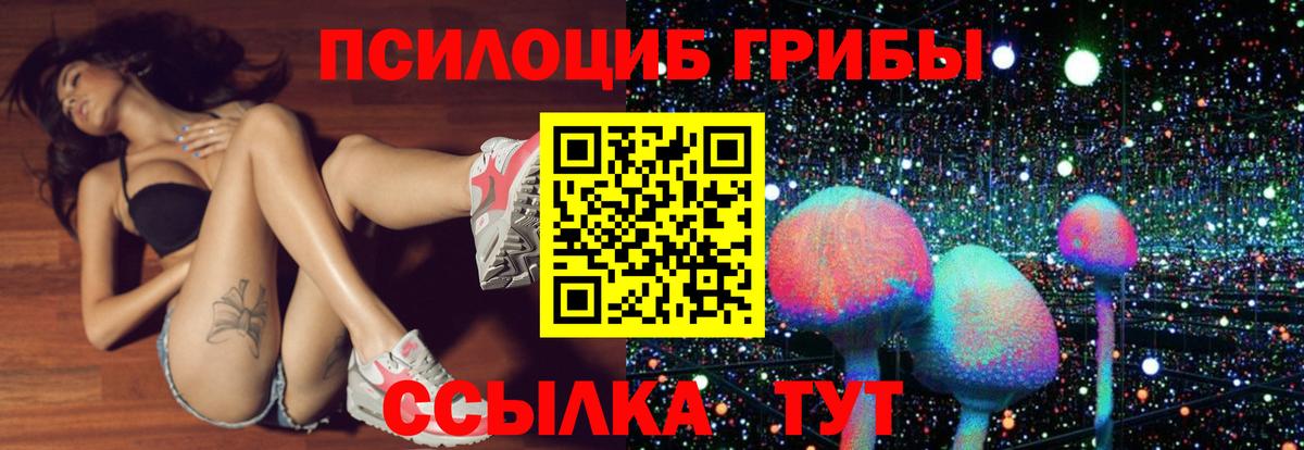 Псилоцибиновые грибы Psilocybe Краснознаменск