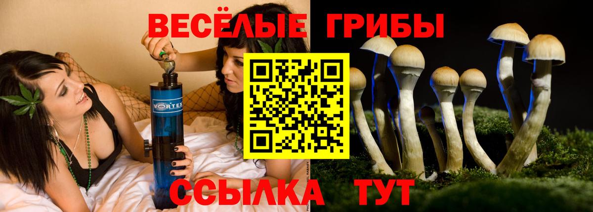 Галлюциногенные грибы Psilocybe  Псилоцибиновые грибы GOLDEN TEACHER  Краснознаменск  Вход с VPN 